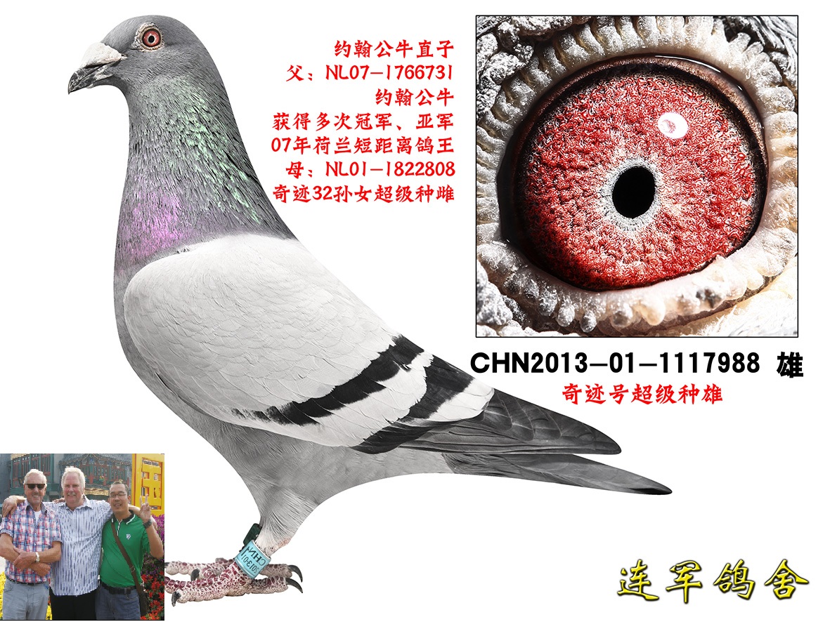 奇迹号超级种雄_北京李连军-中信网爱鸽商城