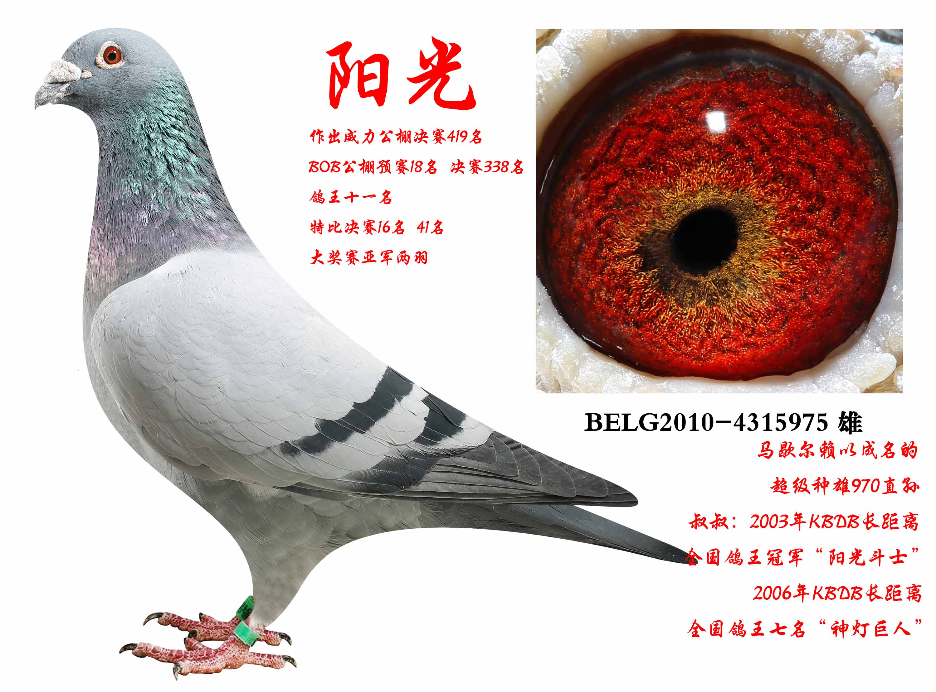 阳光_济南大明鸽业_ ag188.com爱鸽商城_中国信鸽信息网