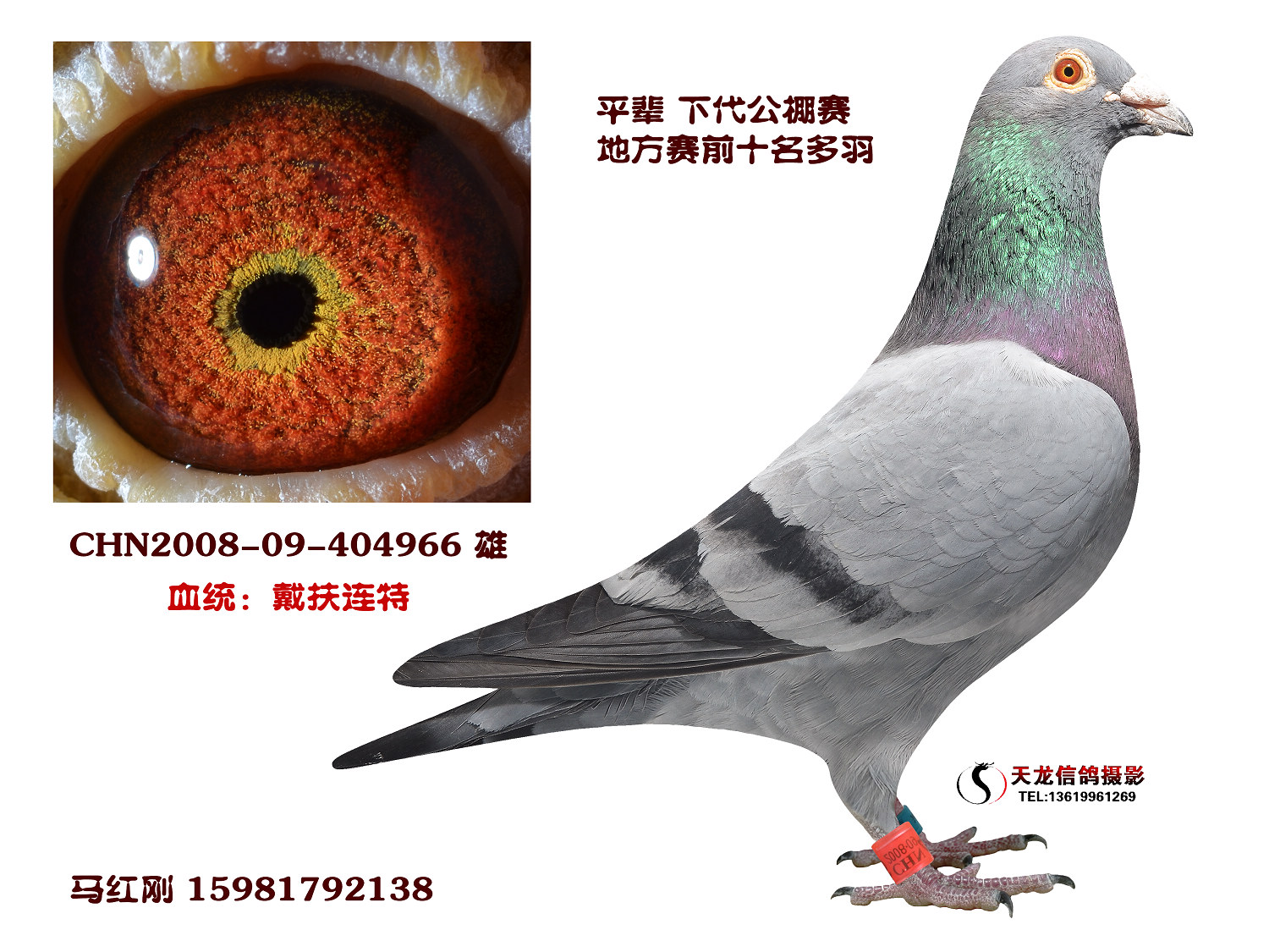 戴扶连特966