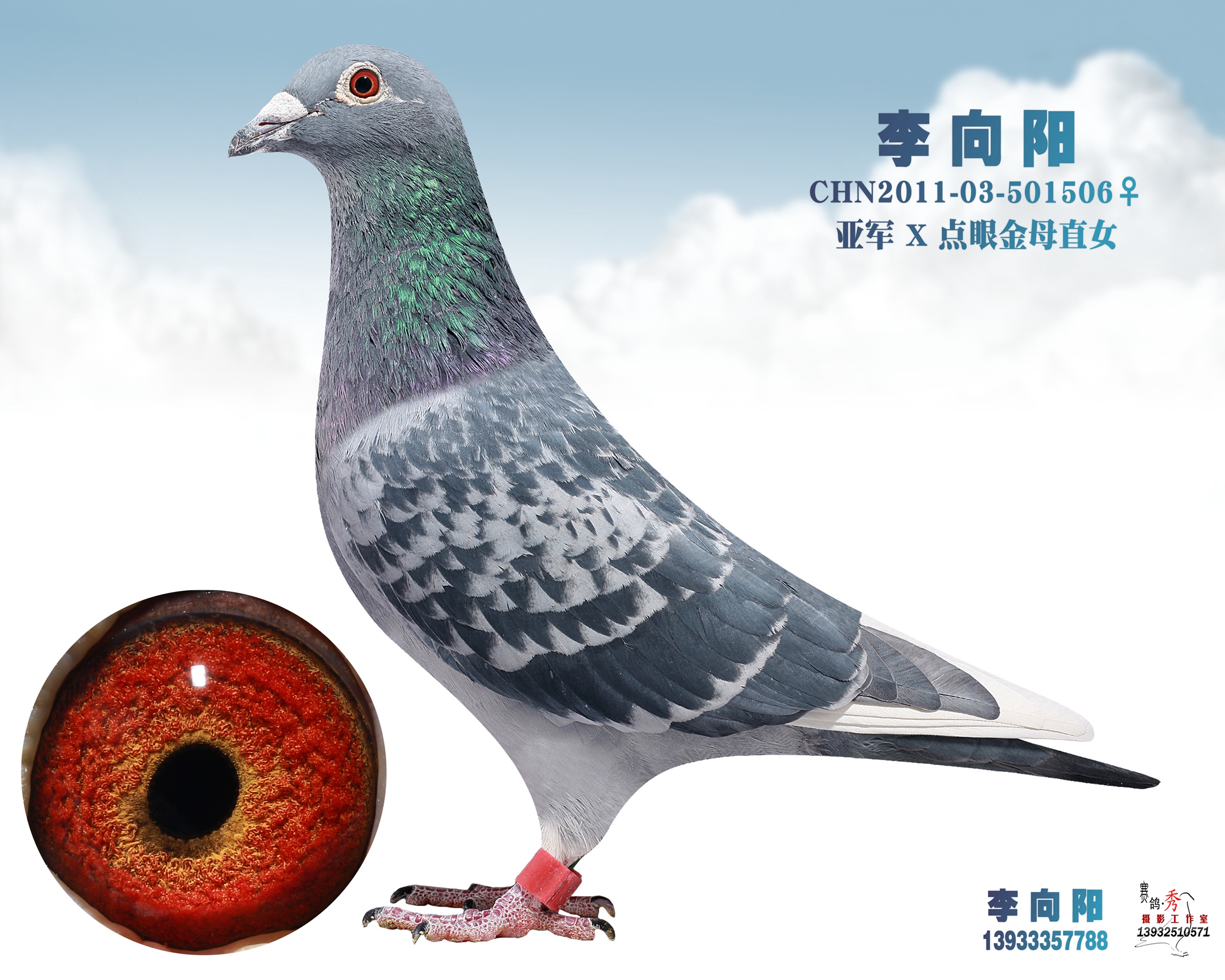 亚军x 点眼金母直女-福宝金刚-中信网爱鸽商城