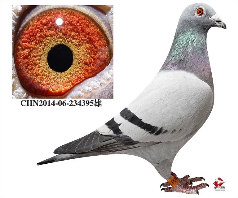 编 号: 450881                鸽 名: 圣达詹森