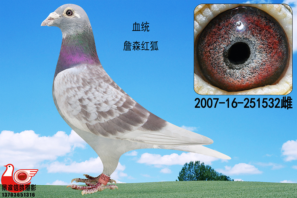 詹森红狐-532_东方红_ag188.com爱鸽商城_中国信鸽信息网