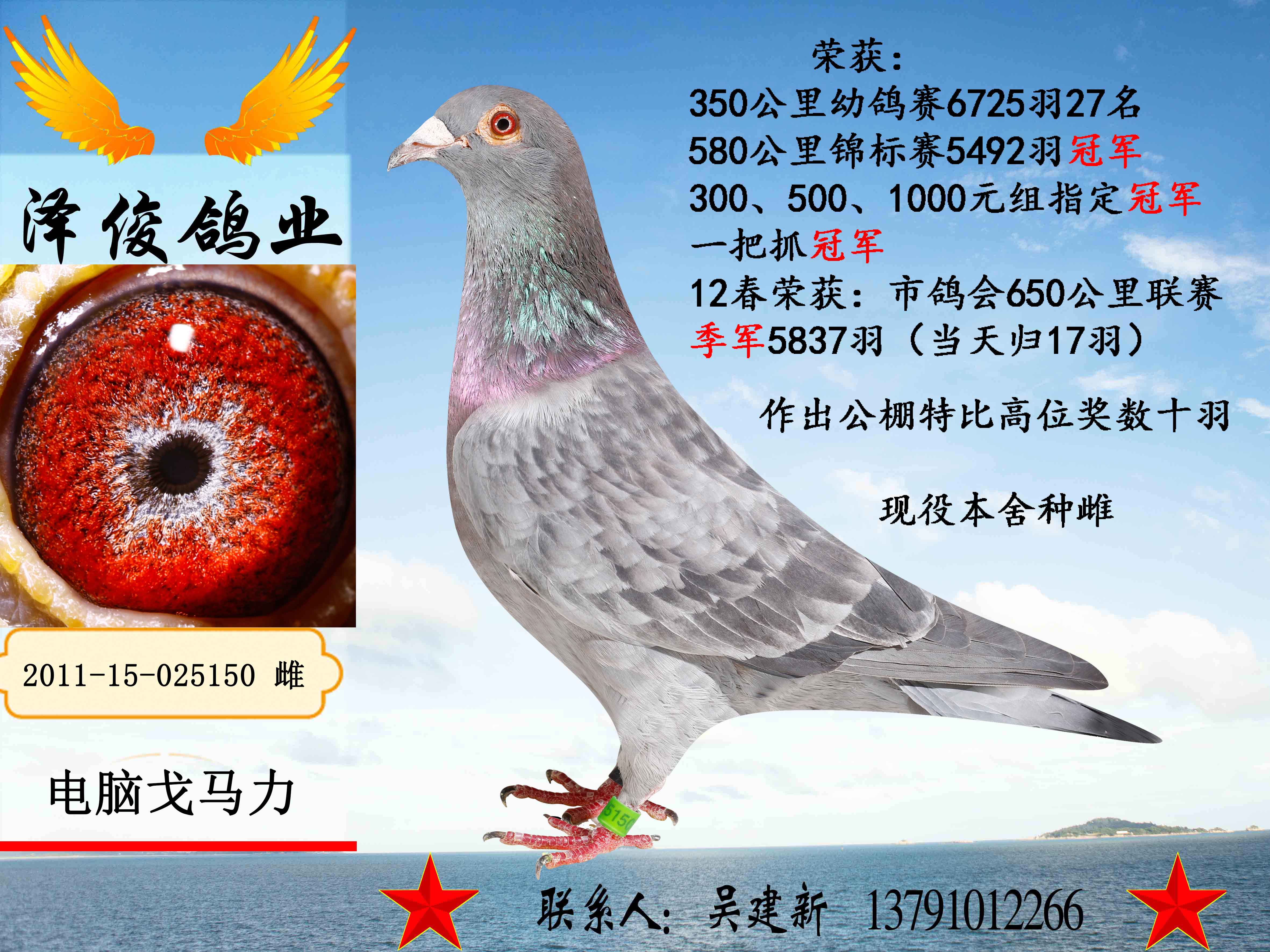 5150-泽俊鸽业-中信网爱鸽商城