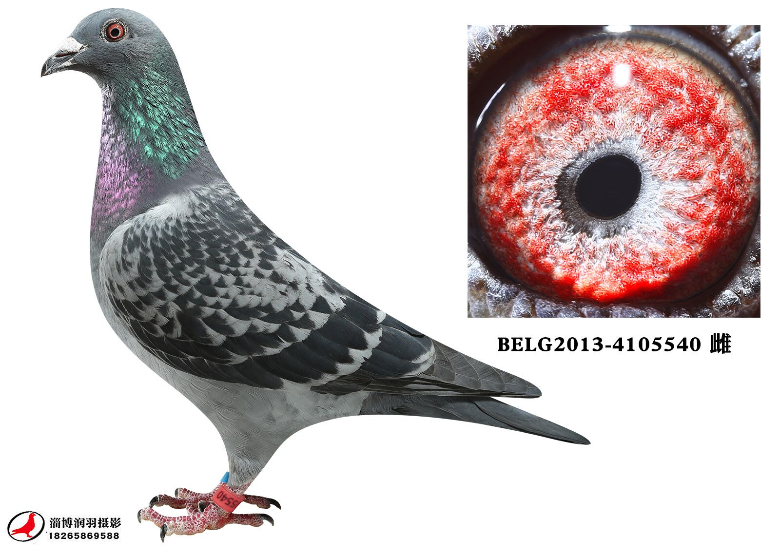 原环2_武士鸽舍_ ag188.com爱鸽商城_中国信鸽信息网