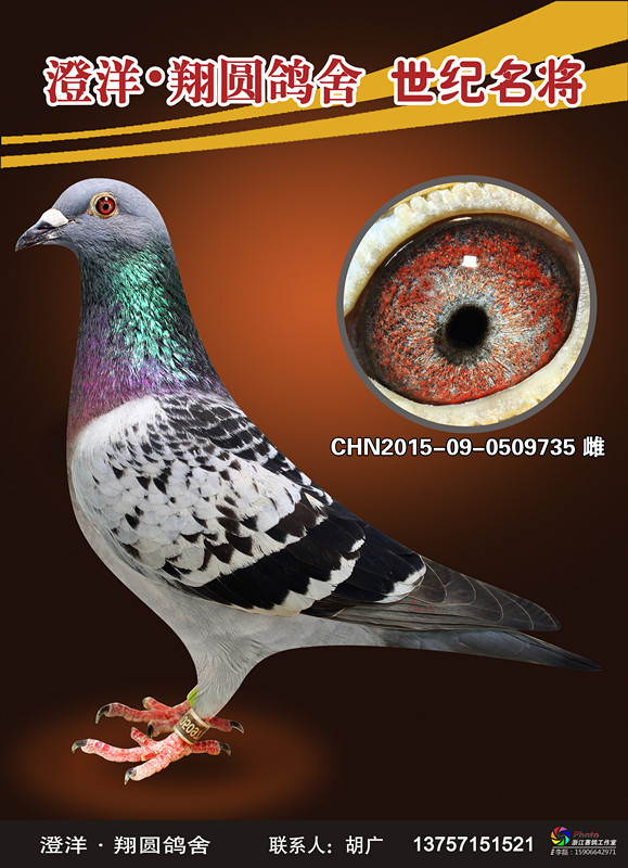 15年3关冠军平辈