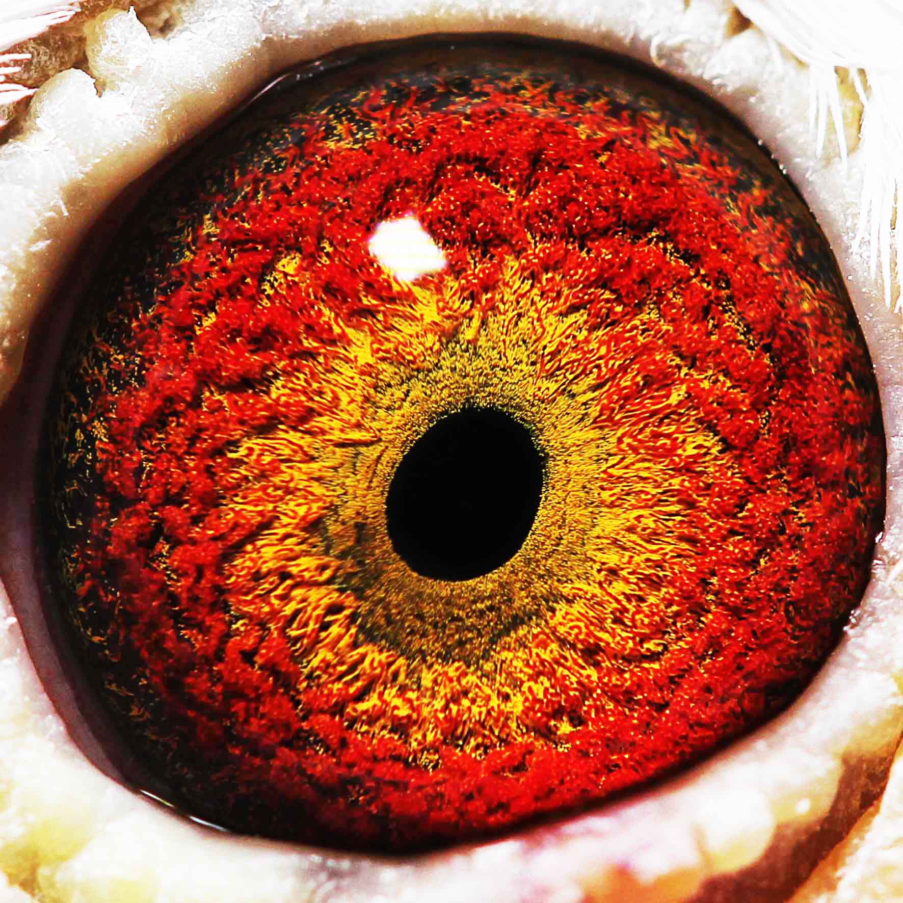 com爱鸽商城_中国信鸽信息网