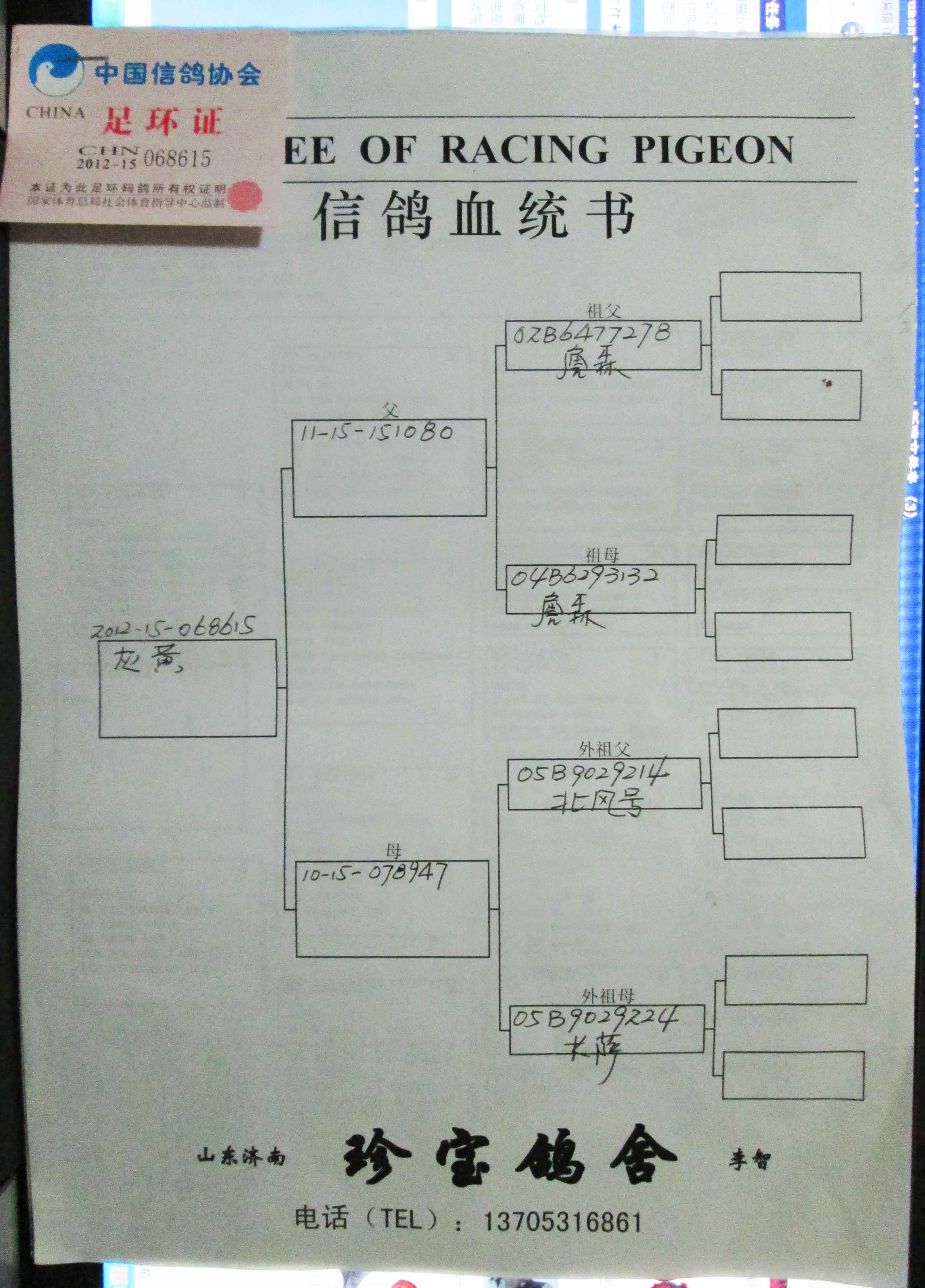 02詹森孙女_祥云育种中心_ag188.com爱鸽商城_中国信鸽信息网