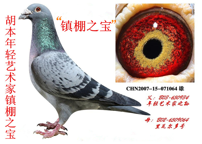 镇棚之宝直女