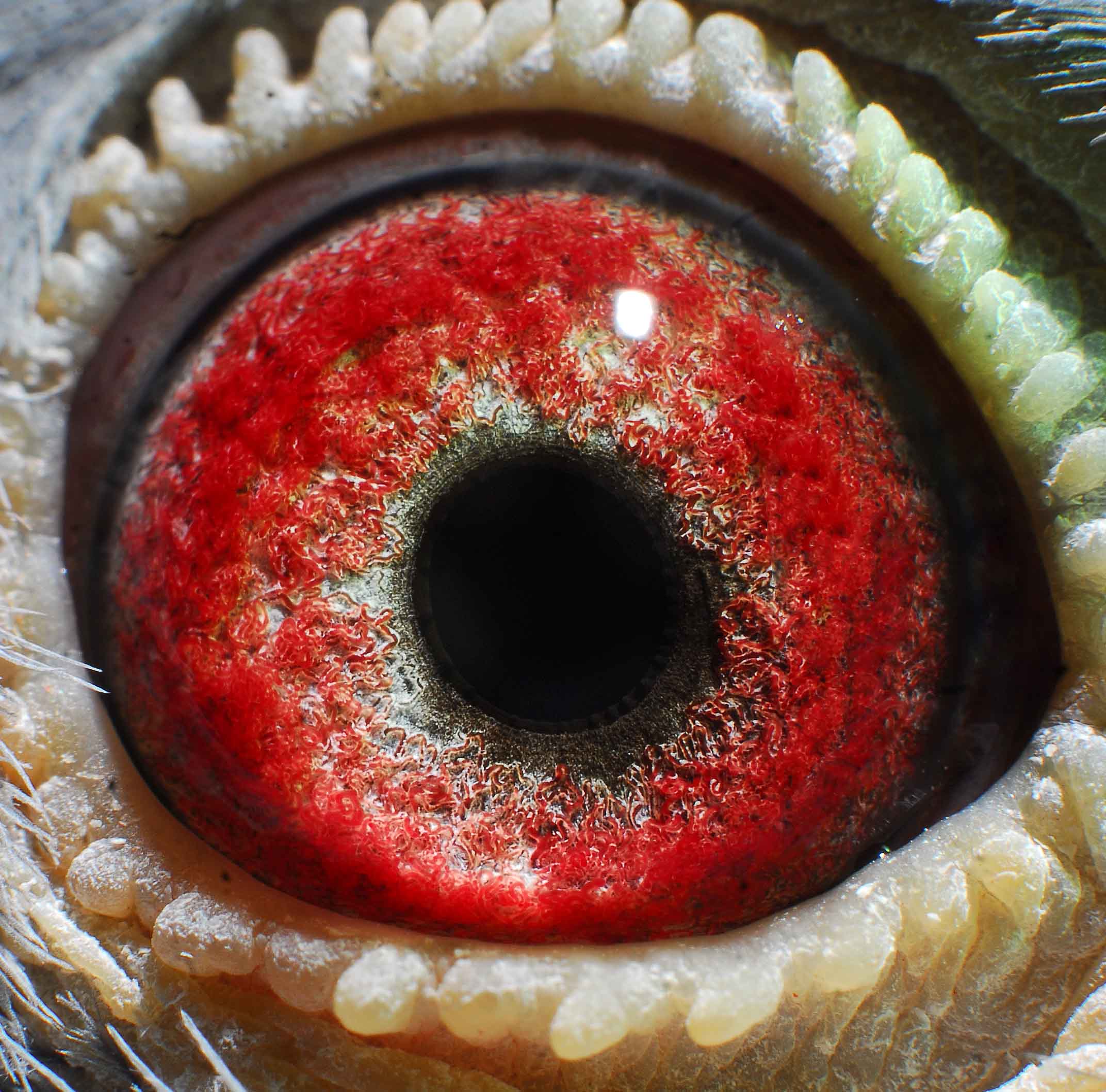 com爱鸽商城_中国信鸽信息网