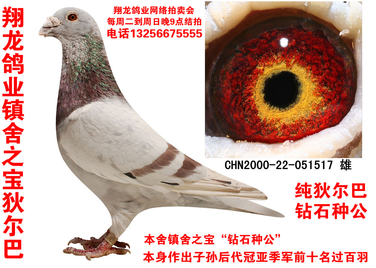 狄尔巴517x林波尔大铭鸽奇迹32直孙女