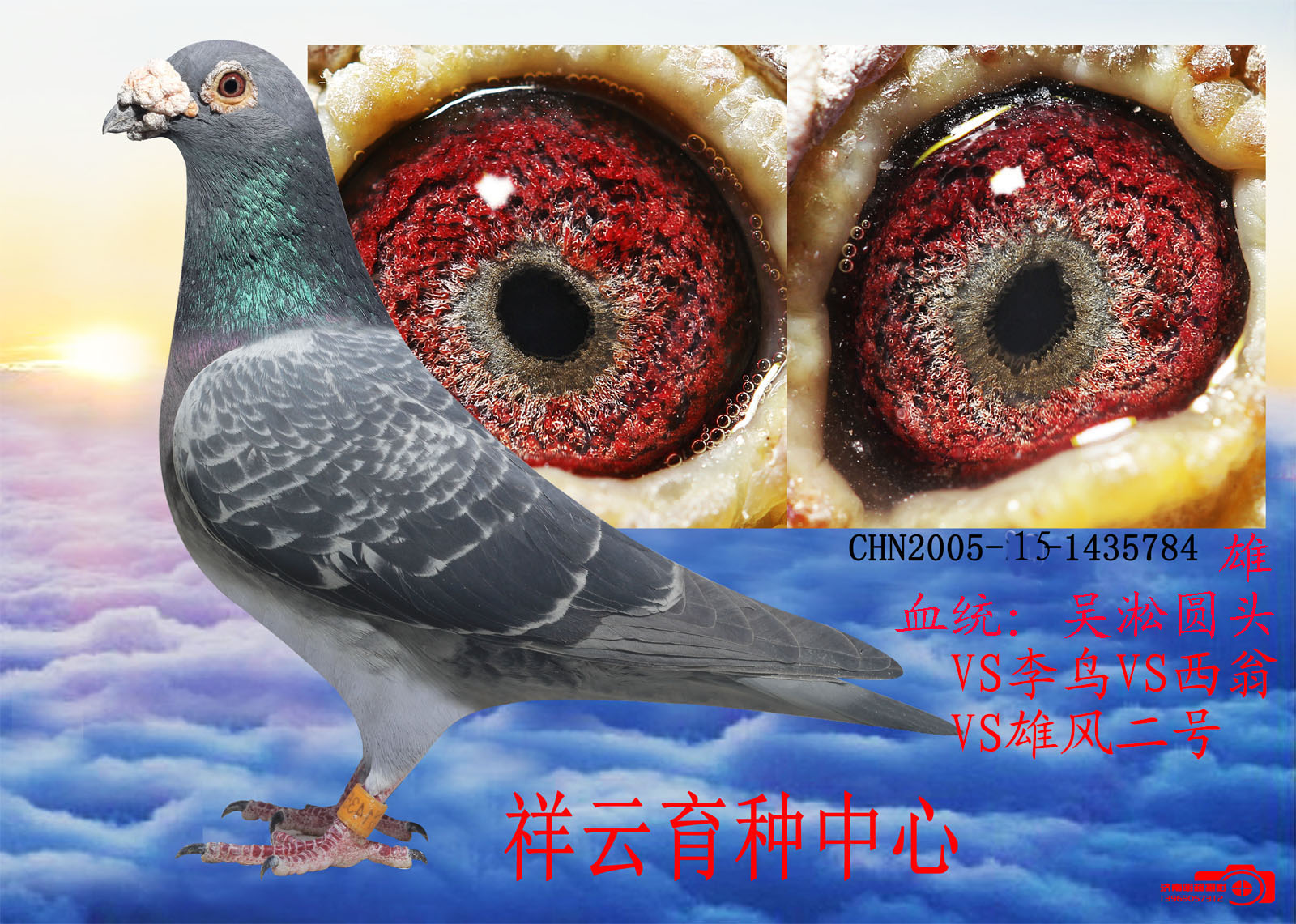 砂眼大王(仅供欣赏)