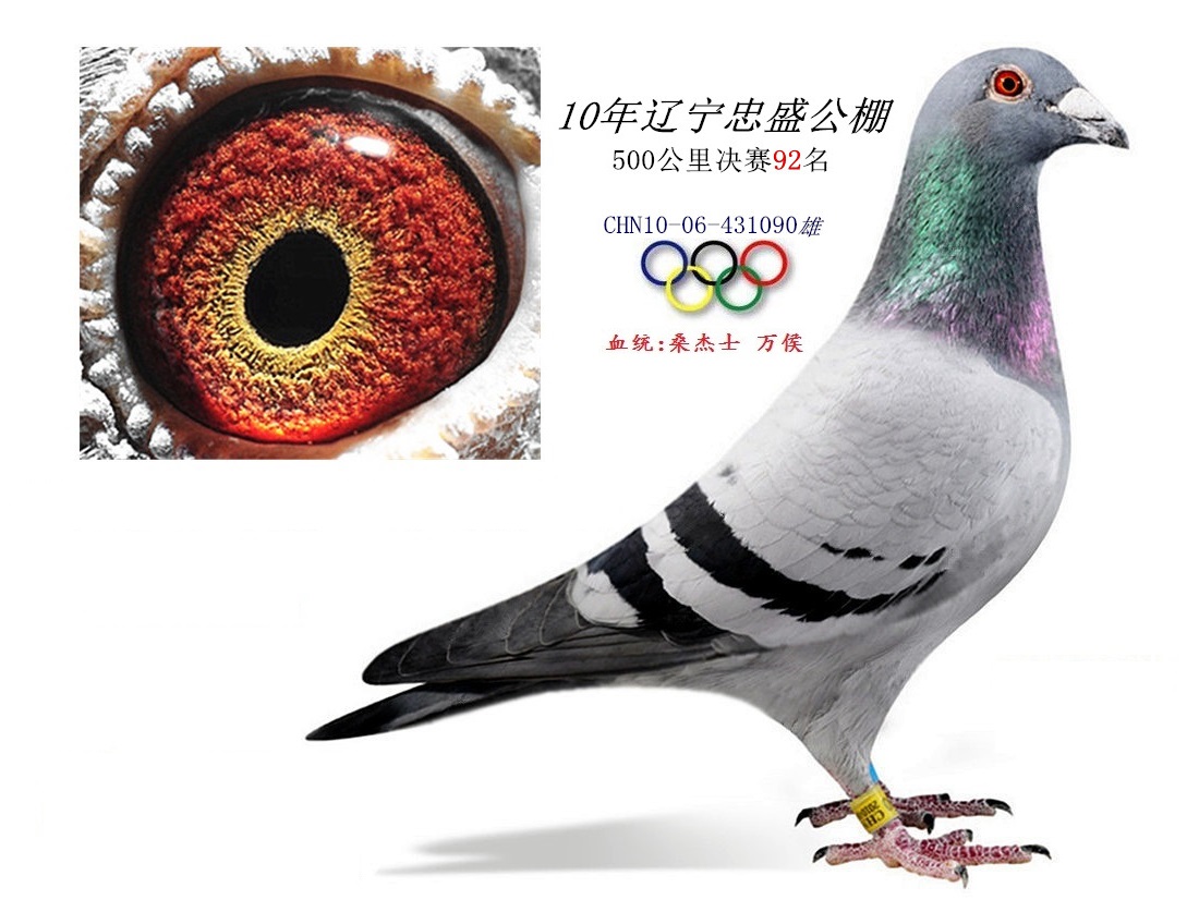 辽宁忠盛公棚决赛92名 桑杰士 万候_沈阳毅通鸽舍_ ag188.