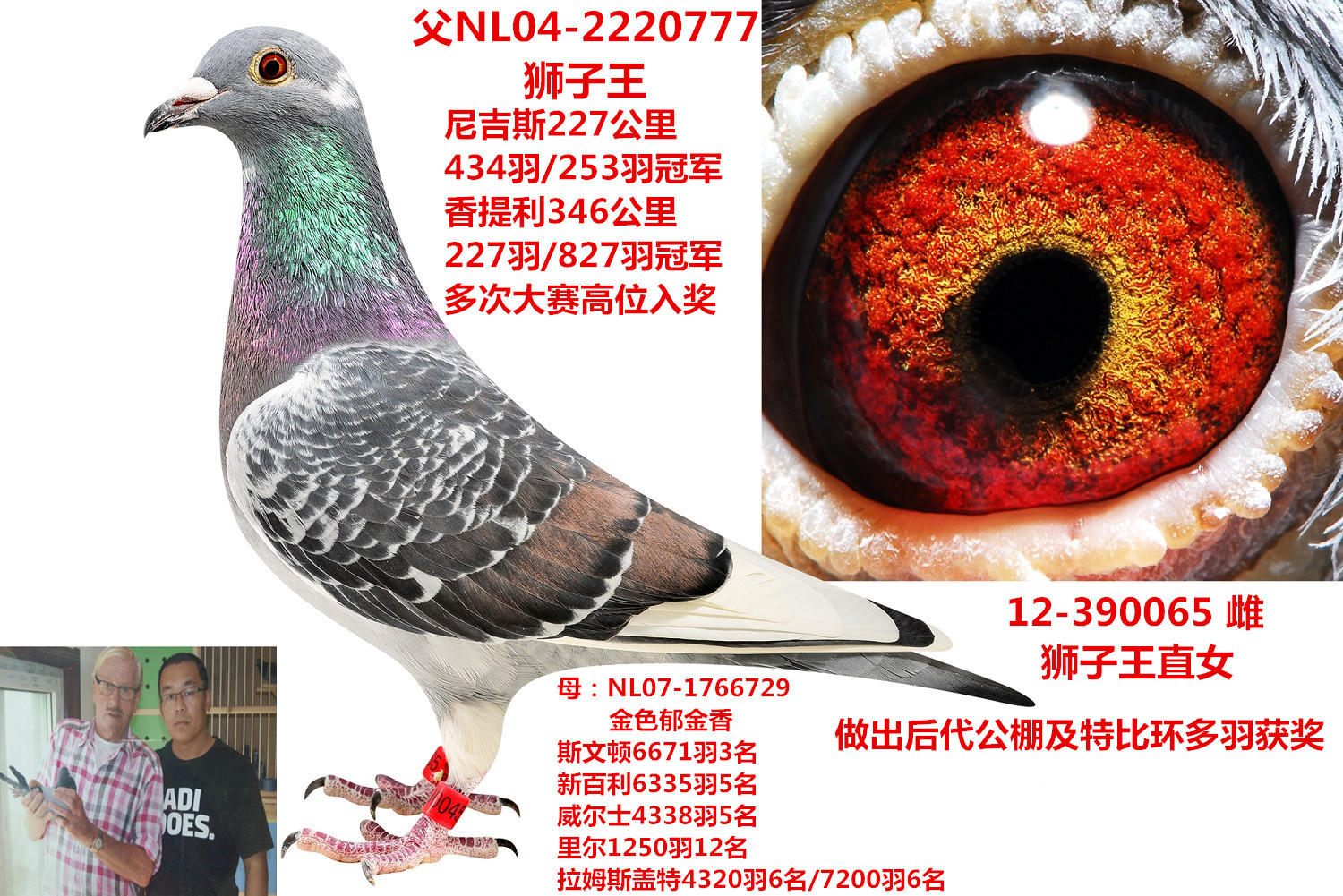 【狮子王直女】_北京李连军_ ag188.com爱鸽商城_中国信鸽信息网