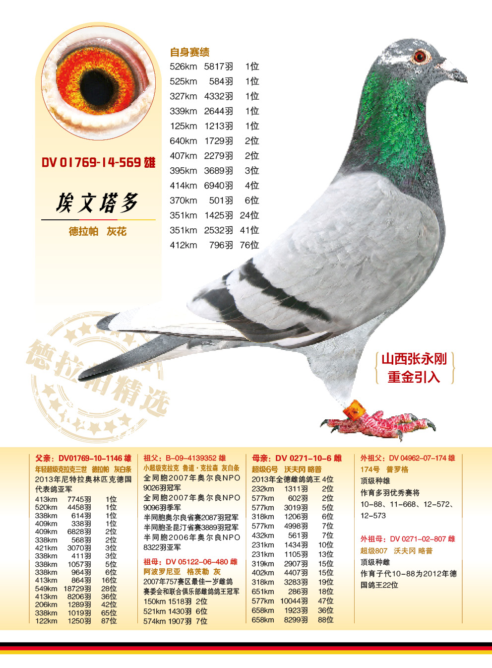 德拉帕6_山西张永刚_ag188.com爱鸽商城_中国信鸽信息网