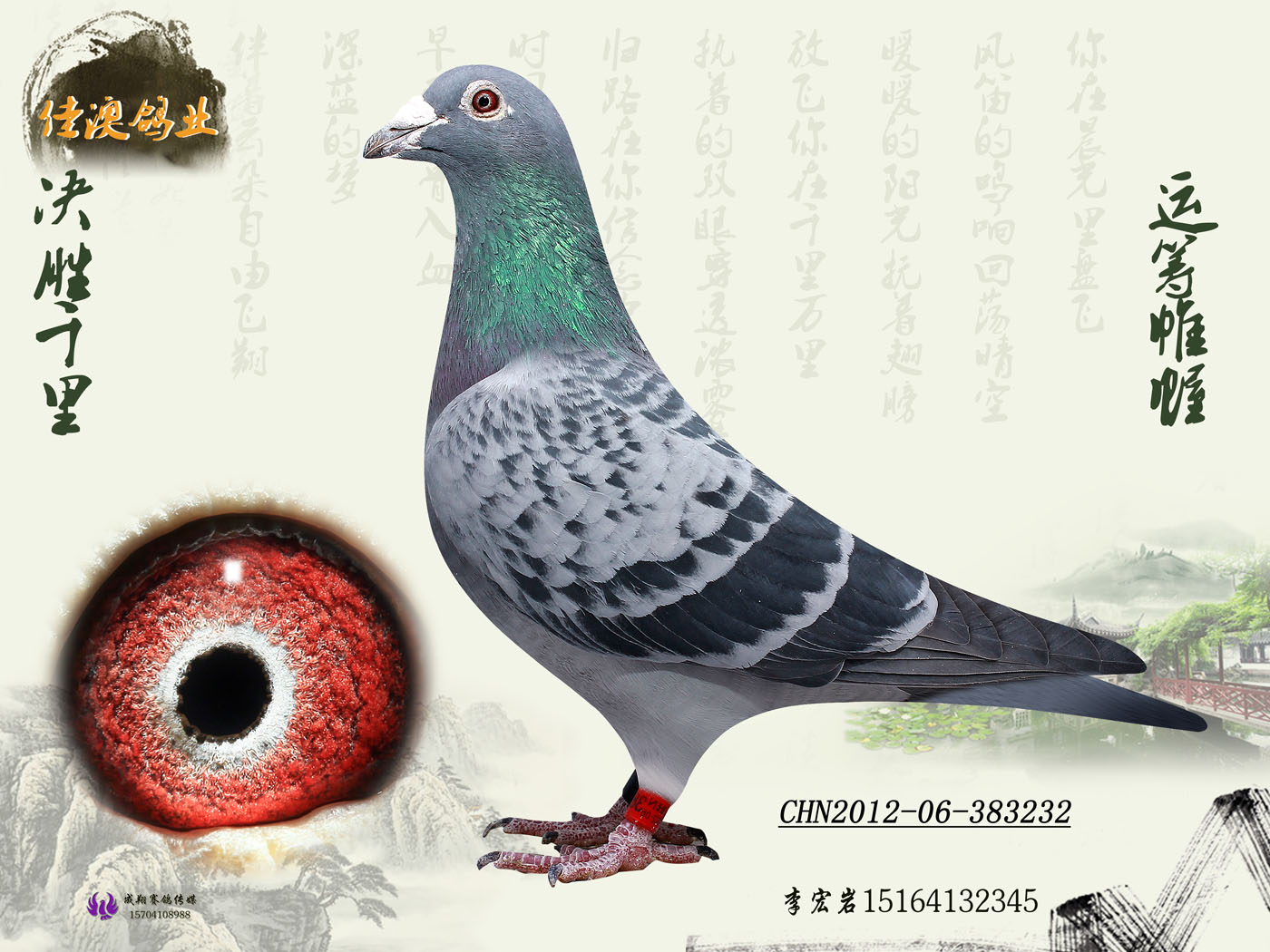 霍夫肯(黑猪)太子号_佳澳鸽业_ ag188.com爱鸽商城_中国信鸽信息网