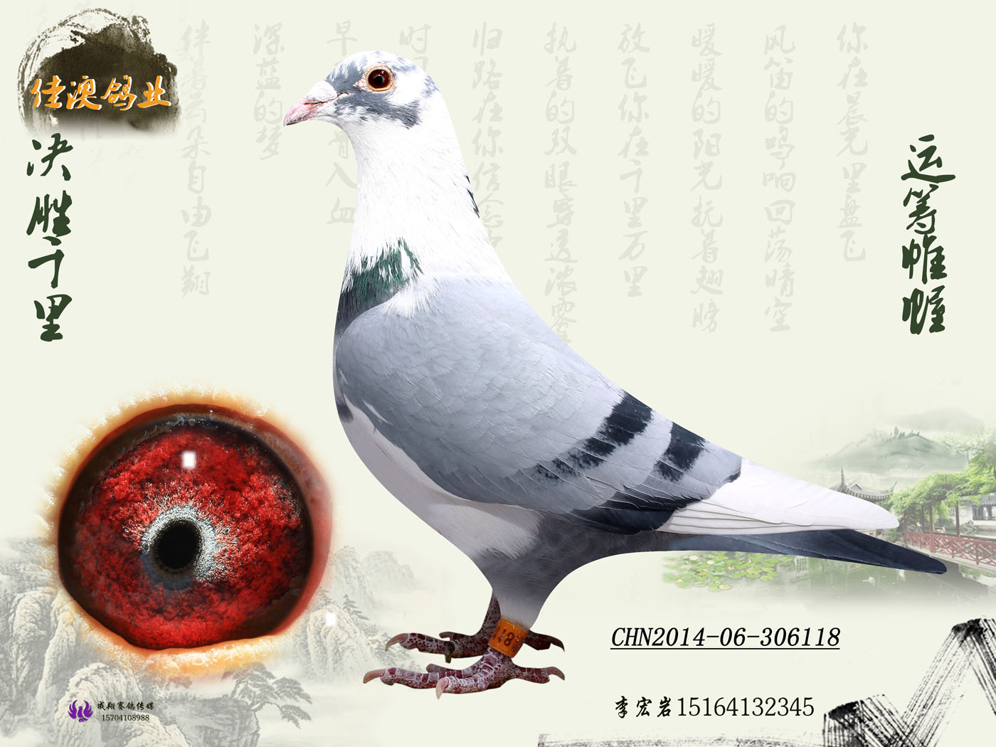 电脑戈马力_佳澳鸽业_ ag188.com爱鸽商城_中国信鸽信息网