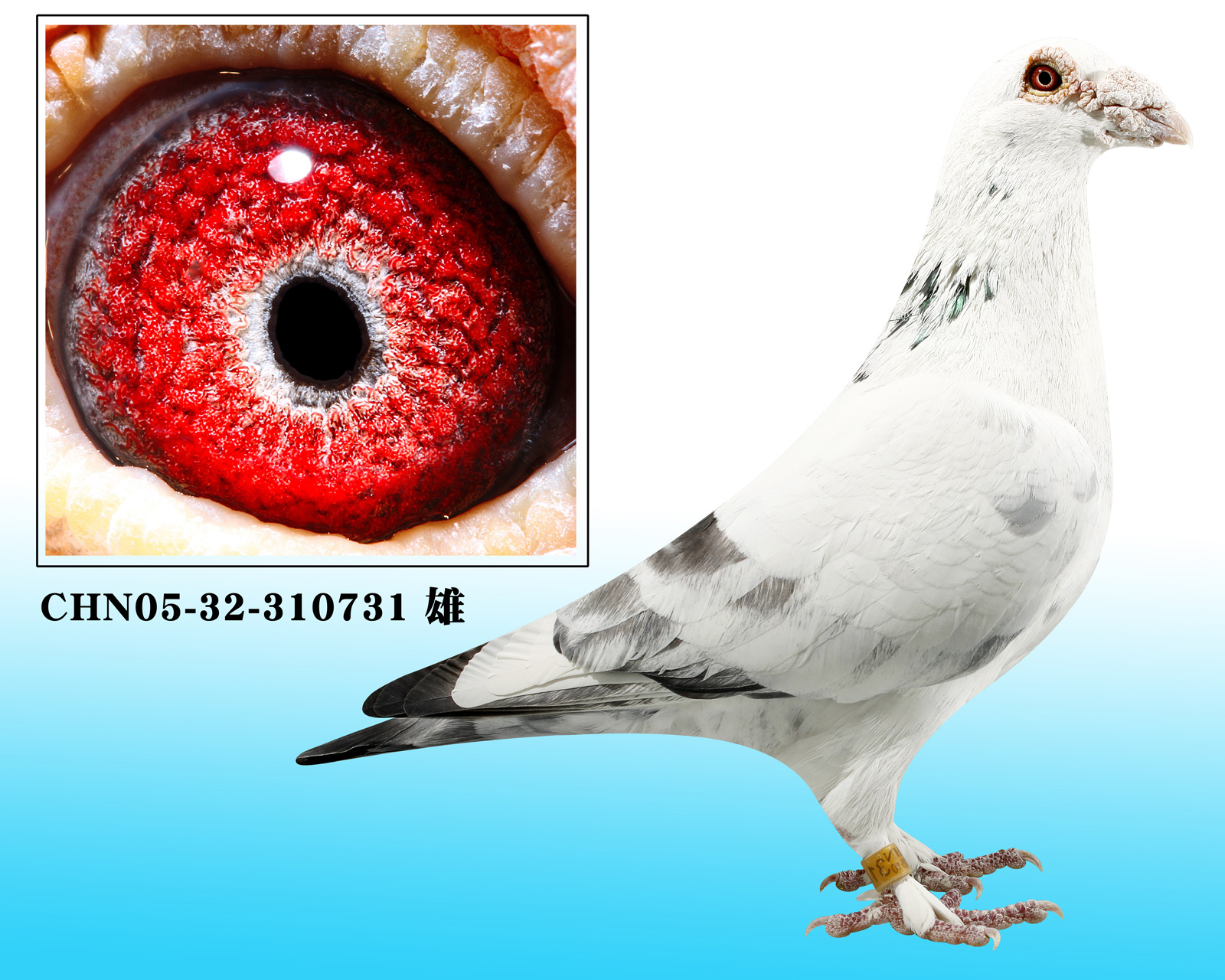 苍白731_圣华摄影_ ag188.com爱鸽商城_中国信鸽信息网