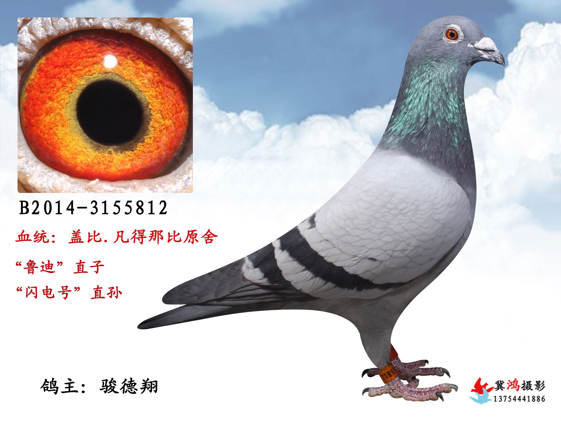 盖比.凡得那比原舍._骏德翔_ ag188.com爱鸽商城_中国信鸽信息网