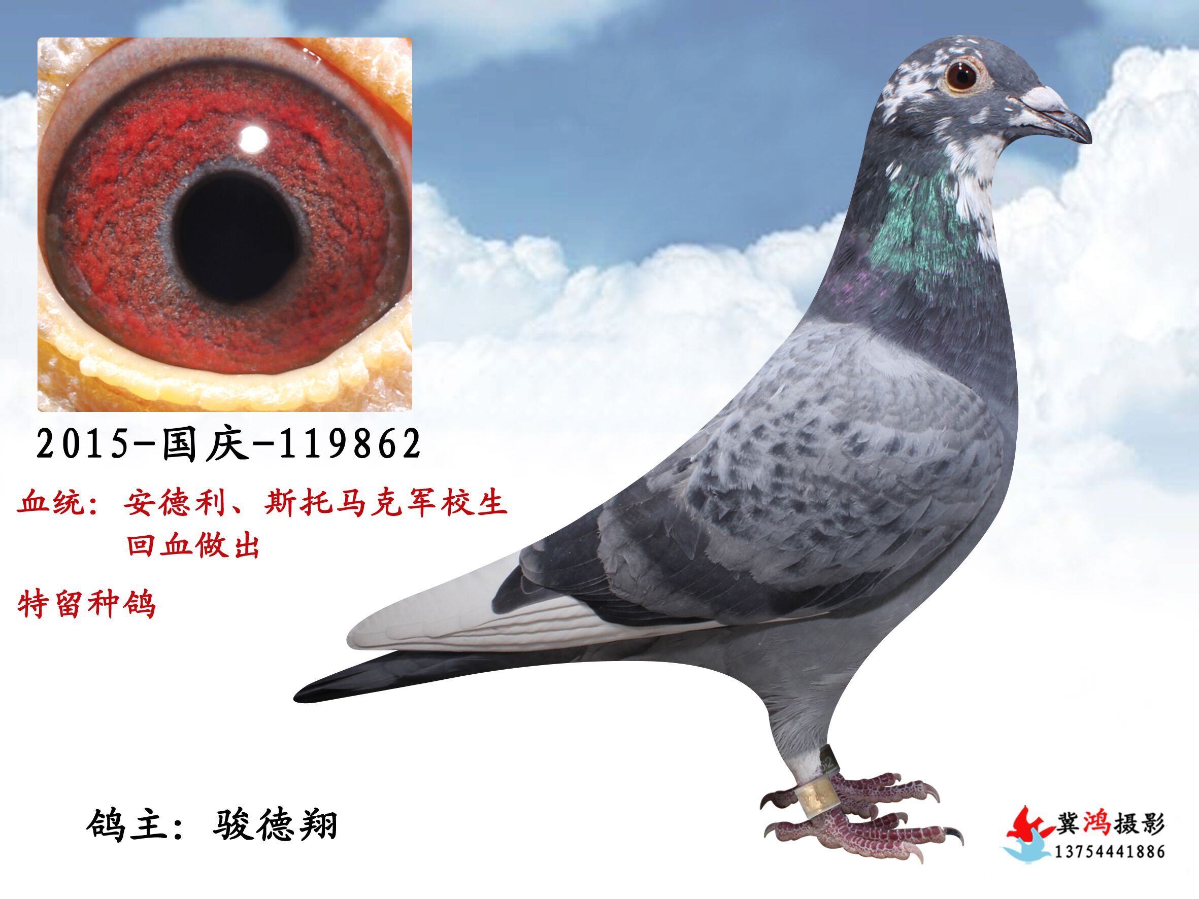 斯托马克军校生_骏德翔_ ag188.com爱鸽商城_中国信鸽信息网