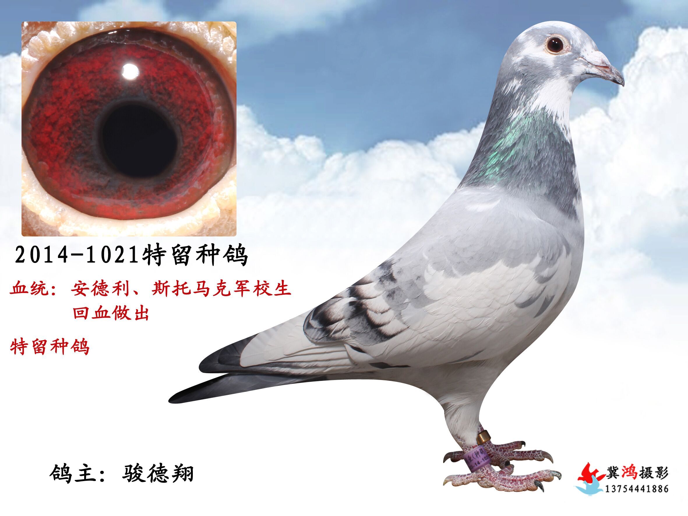 斯托马克军校生_骏德翔_ ag188.com爱鸽商城_中国信鸽信息网