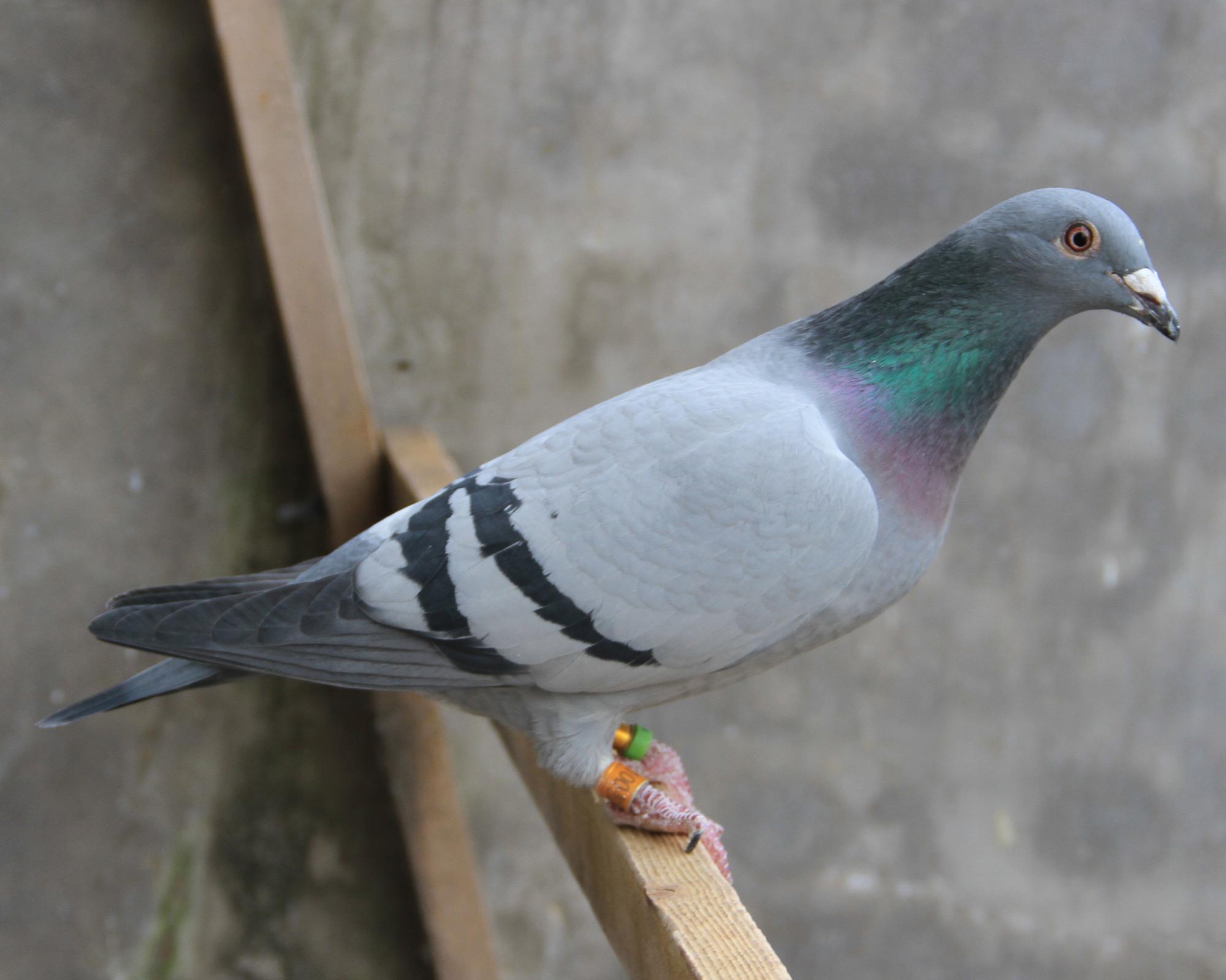 【甘纳斯总统】