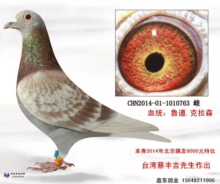 台湾强豪蔡丰吉实战种鸽
