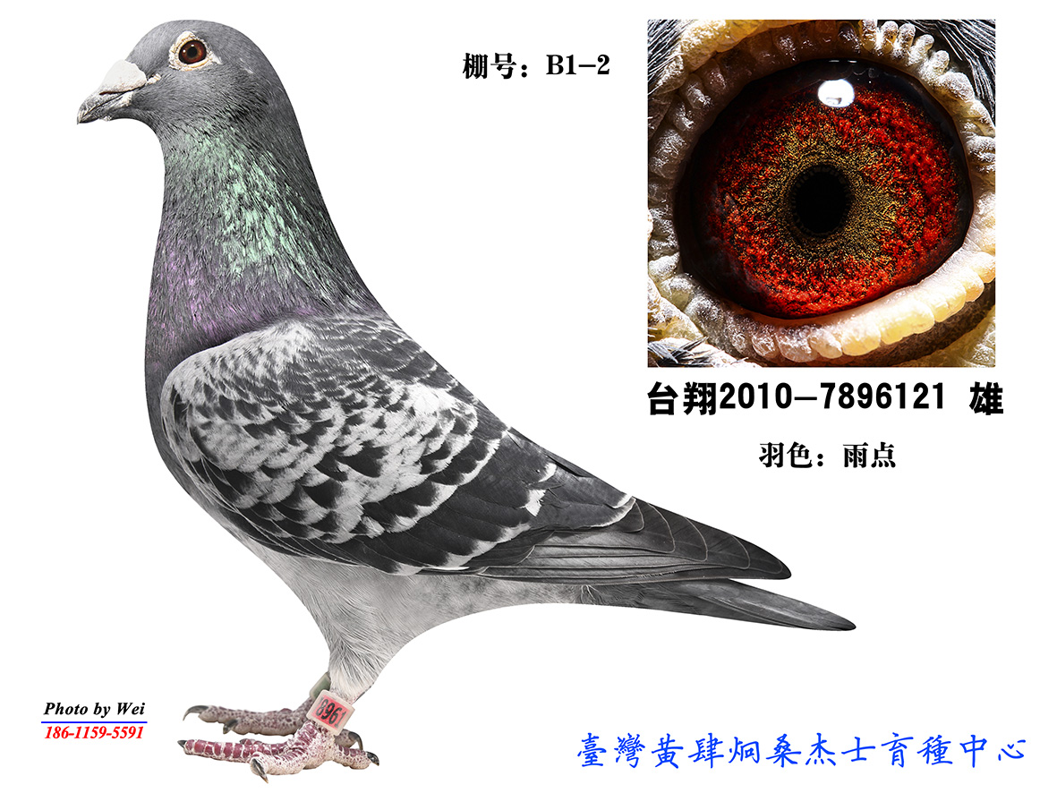 台湾赛鸽名家黄肆炯图片
