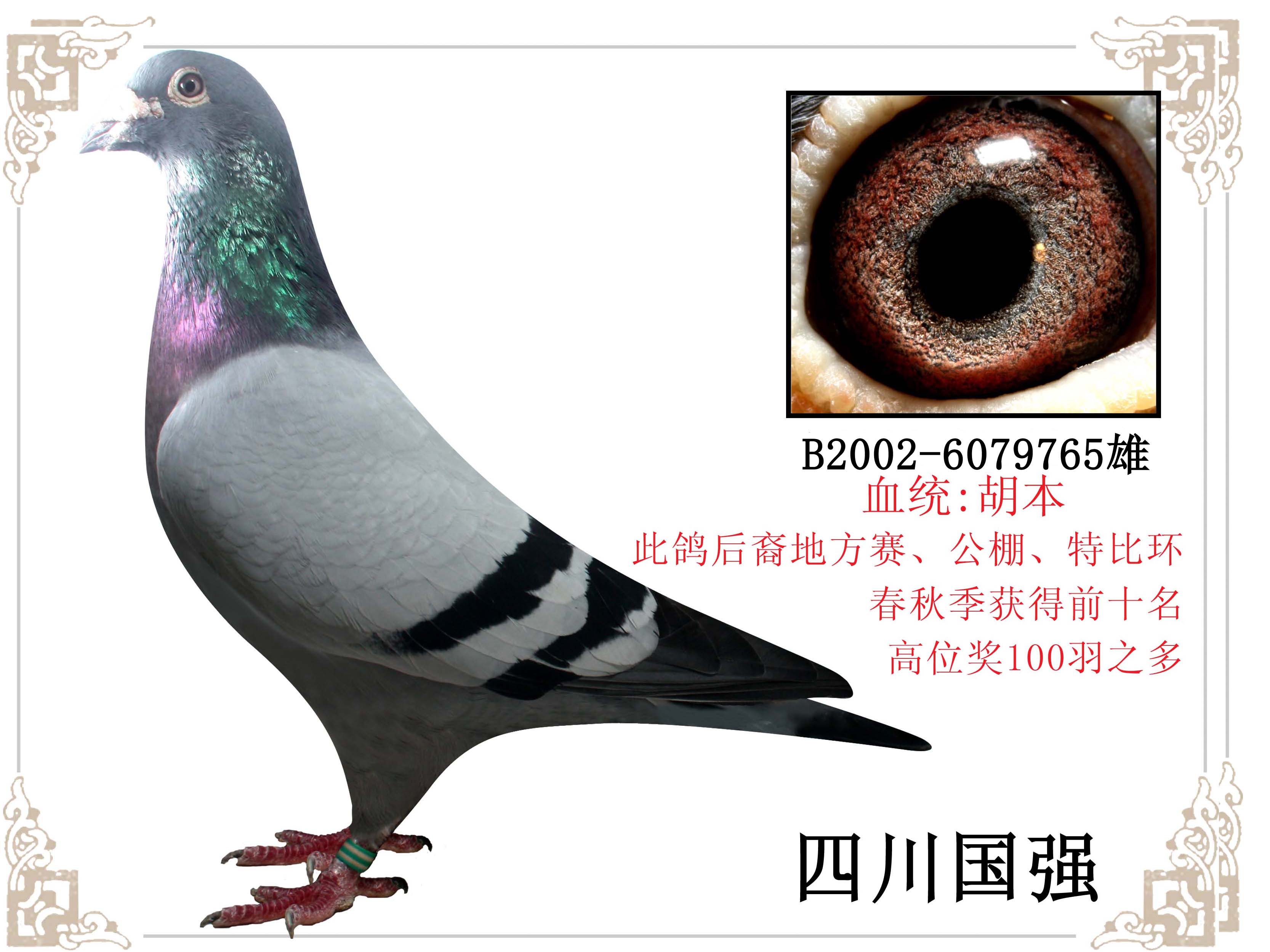 小胡本_遵生堂信鸽超市-中信网爱鸽商城