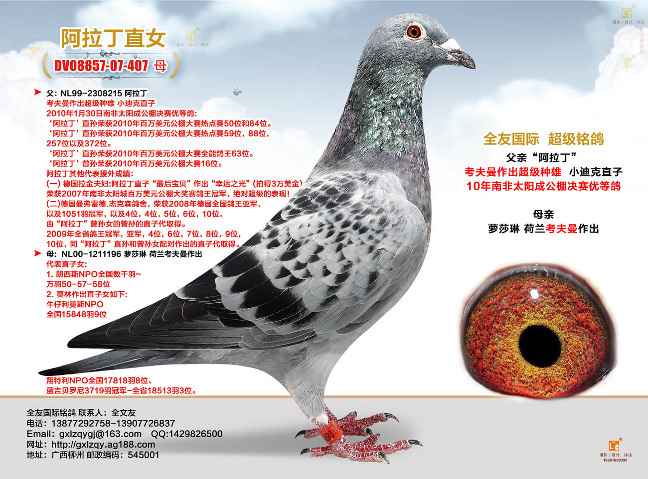 长江鸽业阿拉丁图片