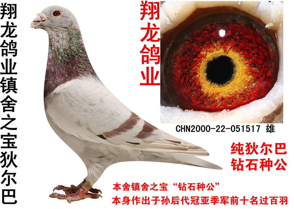 狄尔巴镇舍种雄