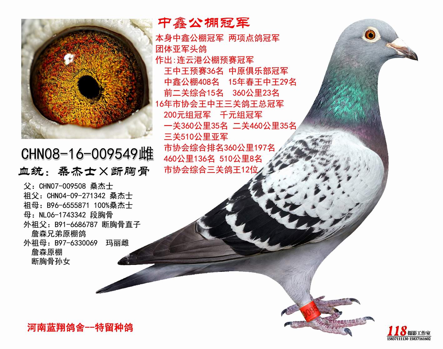 本舍公棚冠军_河南蓝翔鸽舍_ ag188.com爱鸽商城_中国信鸽信息网