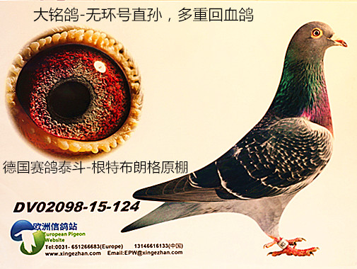 德国赛鸽泰斗-根特布朗格原舍