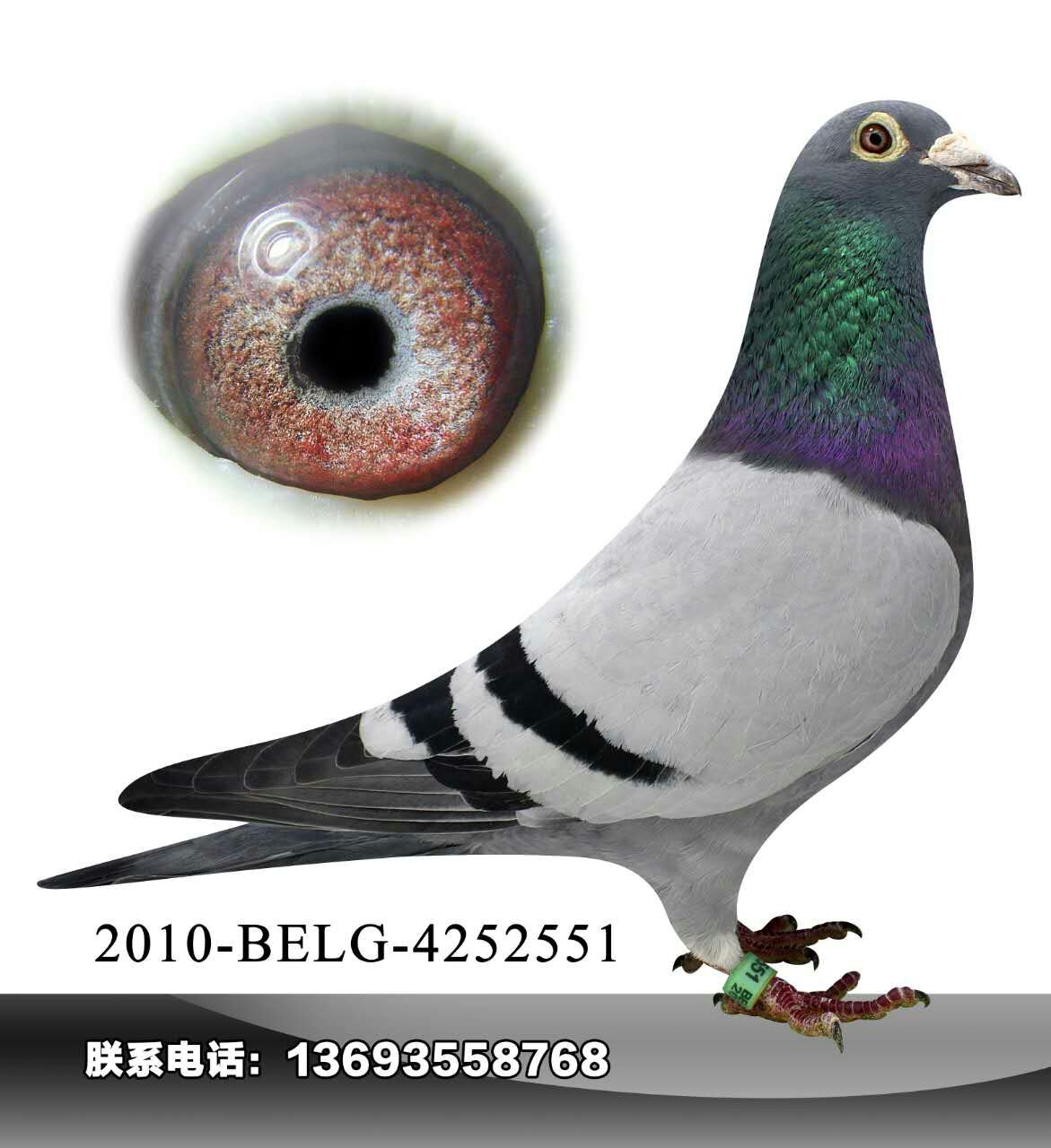 种鸽_北京翼展鸽舍-中信网爱鸽商城