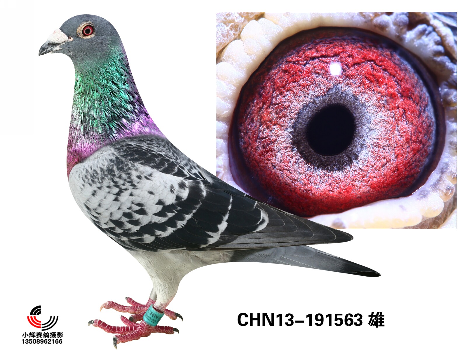 台湾明月集团种鸽图片图片