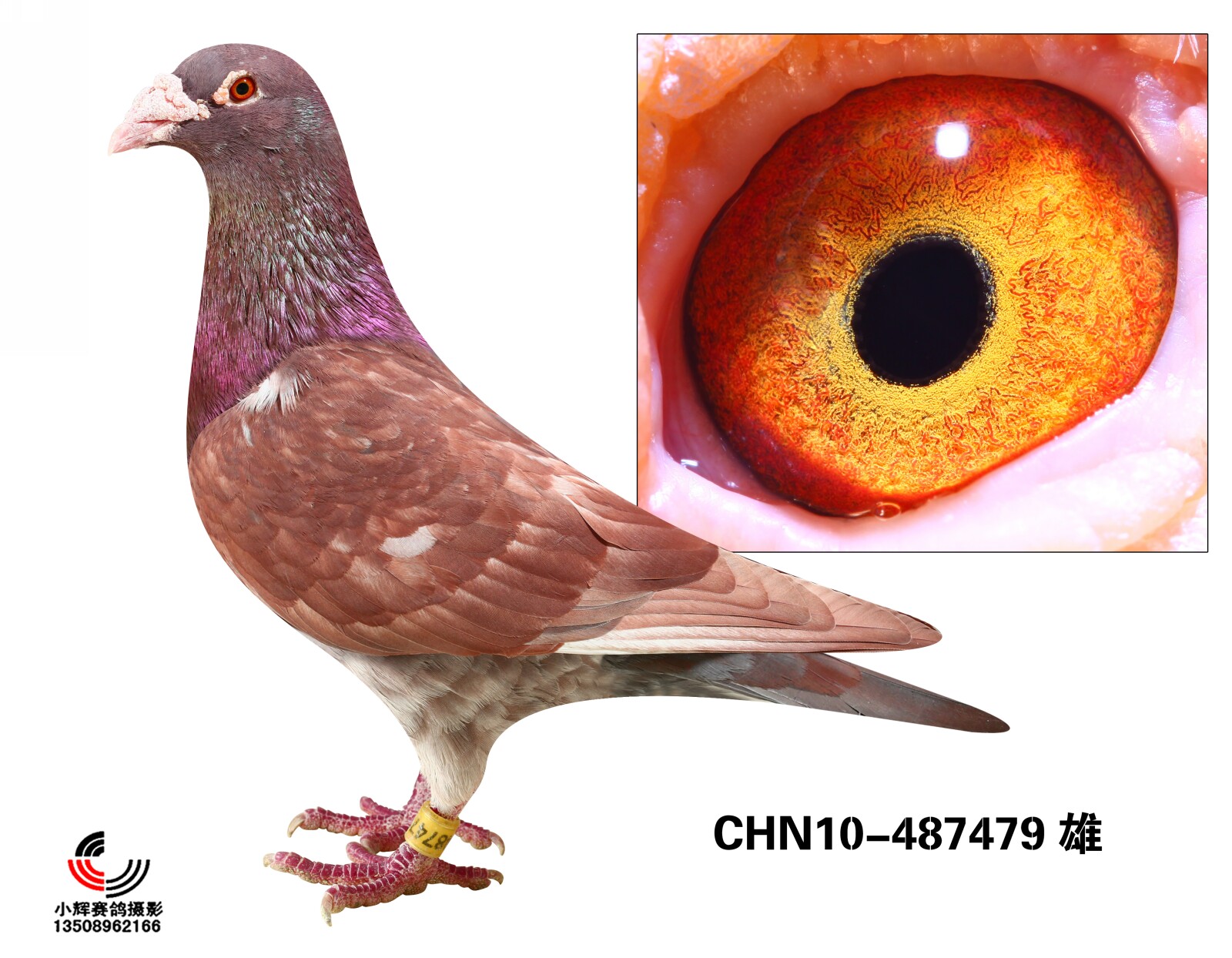 慕利门军校生血系_江苏一号鸽业_ag188.com爱鸽商城_中国信鸽信息网