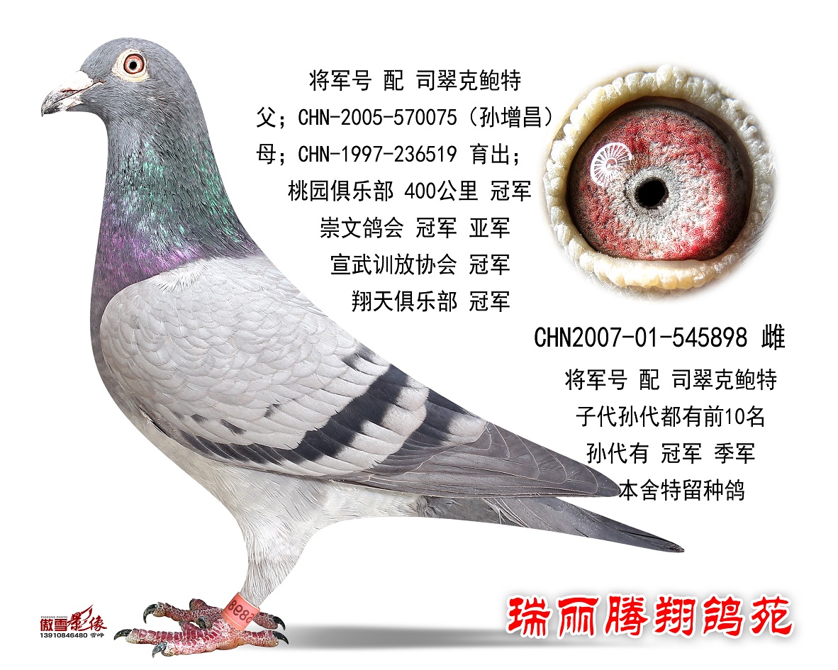 将军号 配 司翠克鲍特