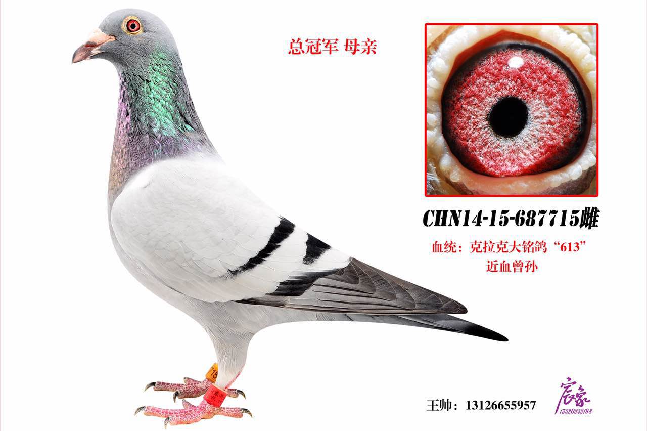 总冠军之母-北京王帅鸽舍-中信网爱鸽商城