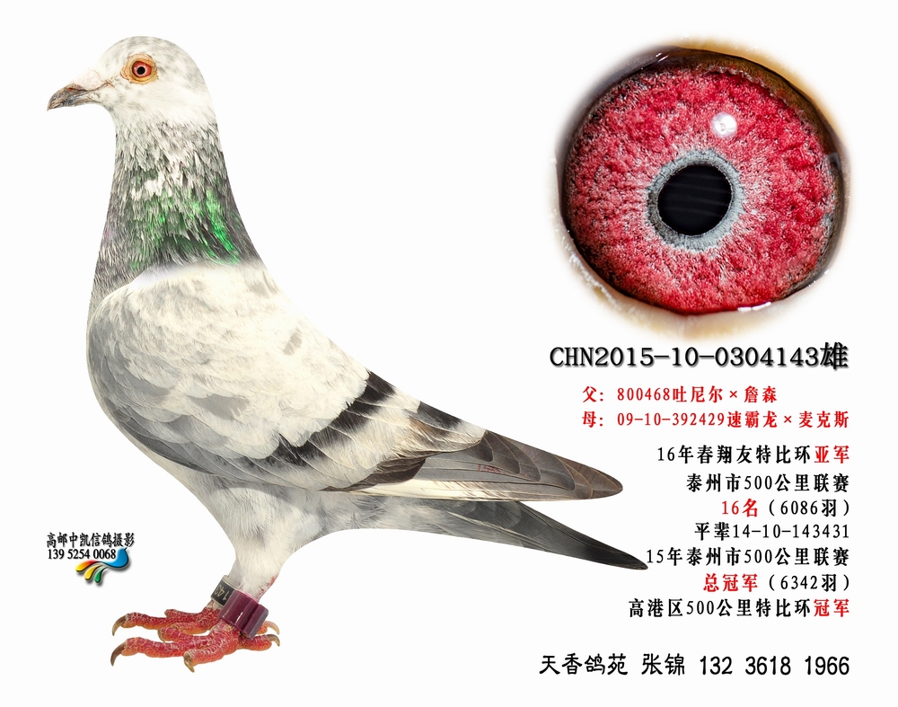 吐尼尔x麦克斯_天香鸽苑_ag188.com爱鸽商城_中国信鸽信息网