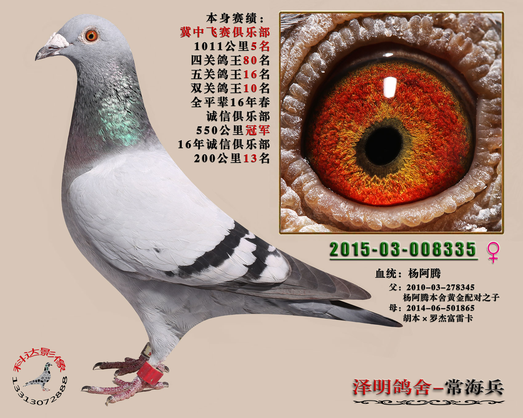 千公里5名-泽明鸽舍-中信网爱鸽商城