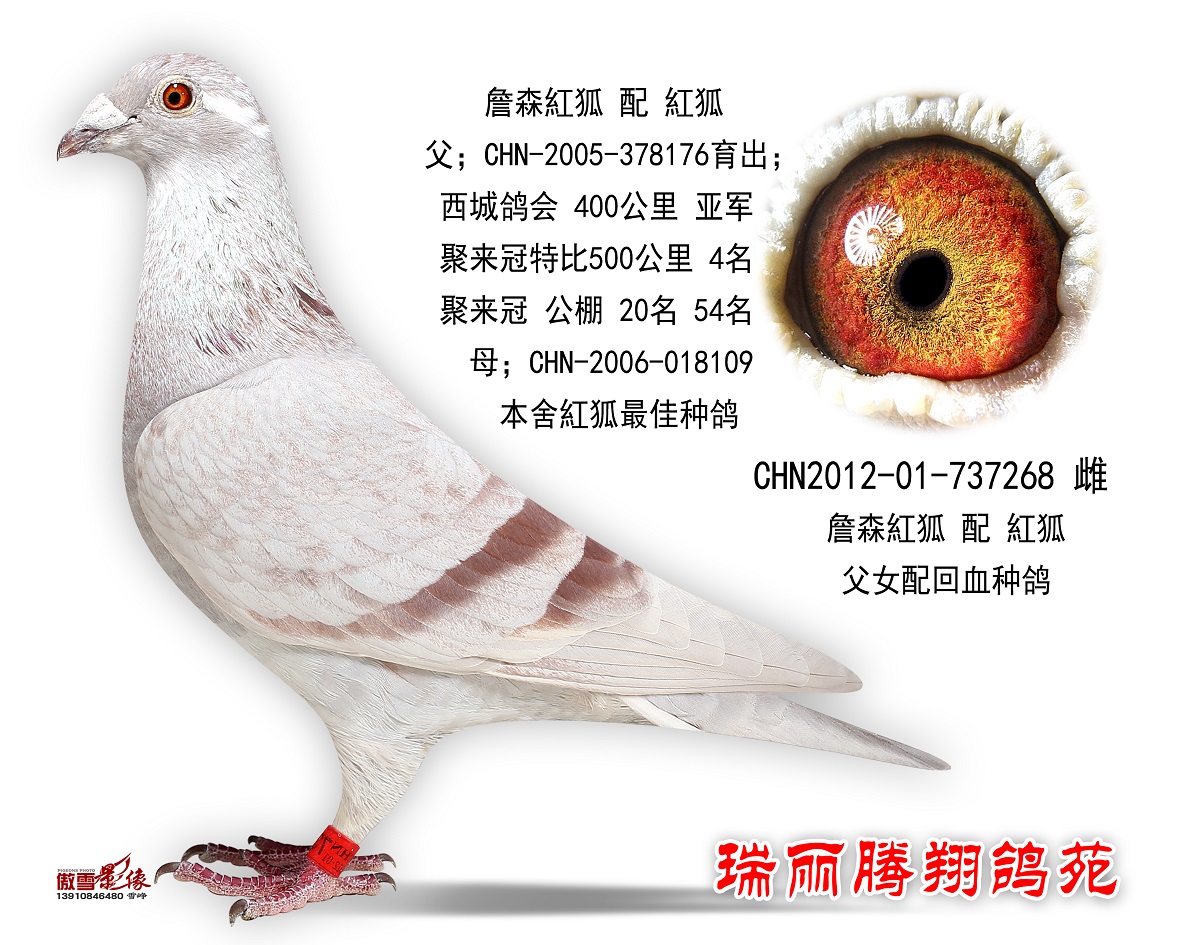 詹森红狐 配 红狐