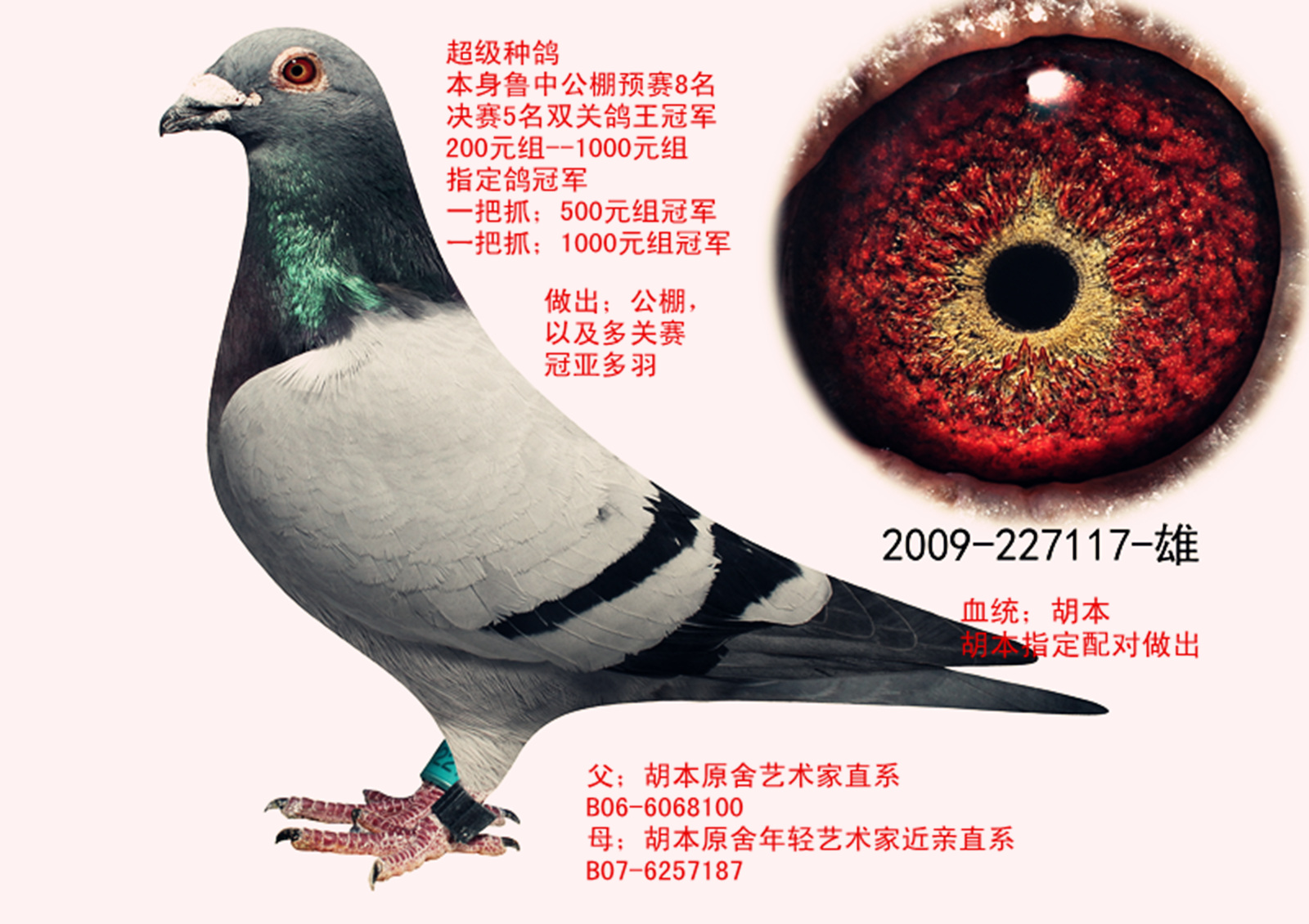 金翅胡本_山东金翅家园_ag188.com爱鸽商城_中国信鸽信息网