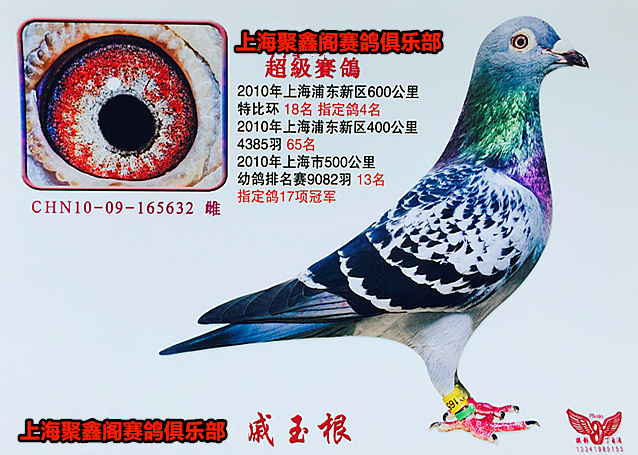 上海聚鑫阁超级赛鸽632已转让_上海聚鑫阁赛鸽俱乐部-中信网爱鸽商城