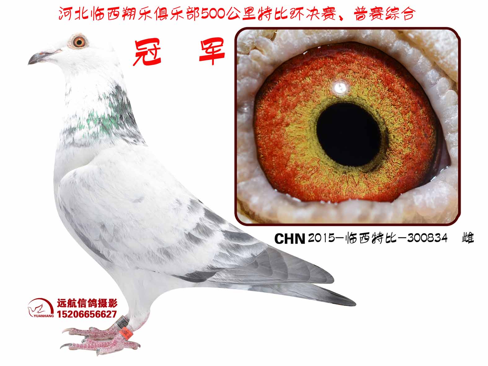 信鸽特征