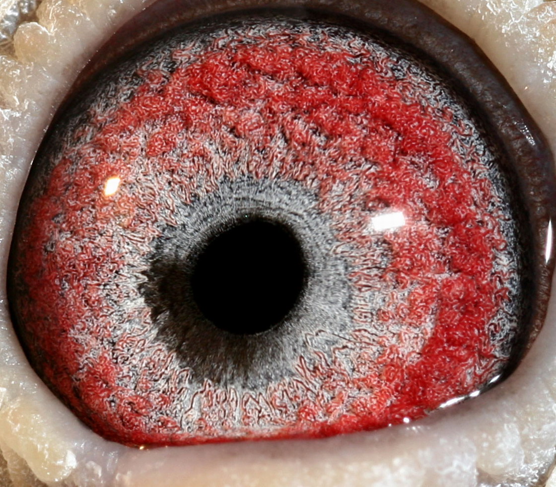 远程金母黄金种鸽