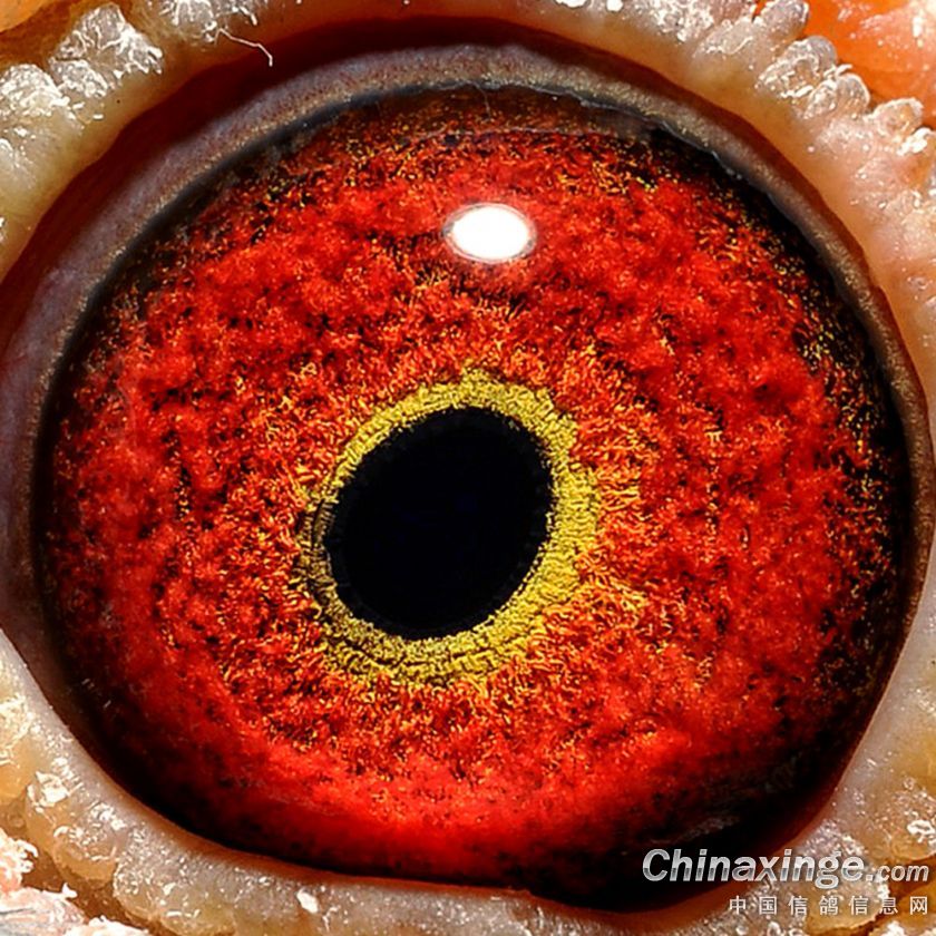 杨阿腾_华神鸽舍_ ag188.com爱鸽商城_中国信鸽信息网