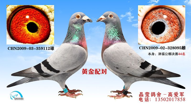 黄金配对04_晶莹鸽舍-高爱军_ ag188.com爱鸽商城_中国信鸽信息网