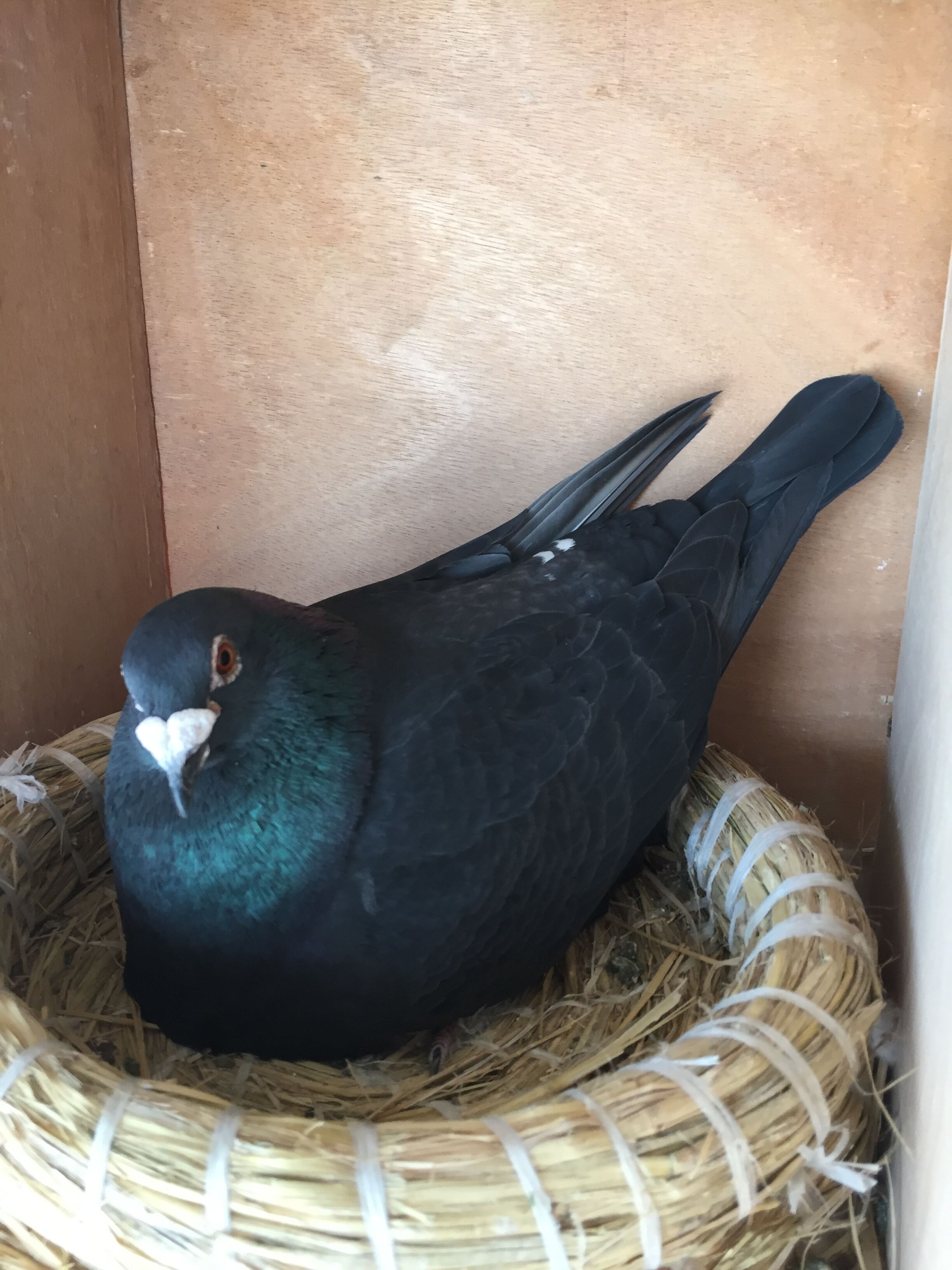 大铭鸽"黑市拳王"直子