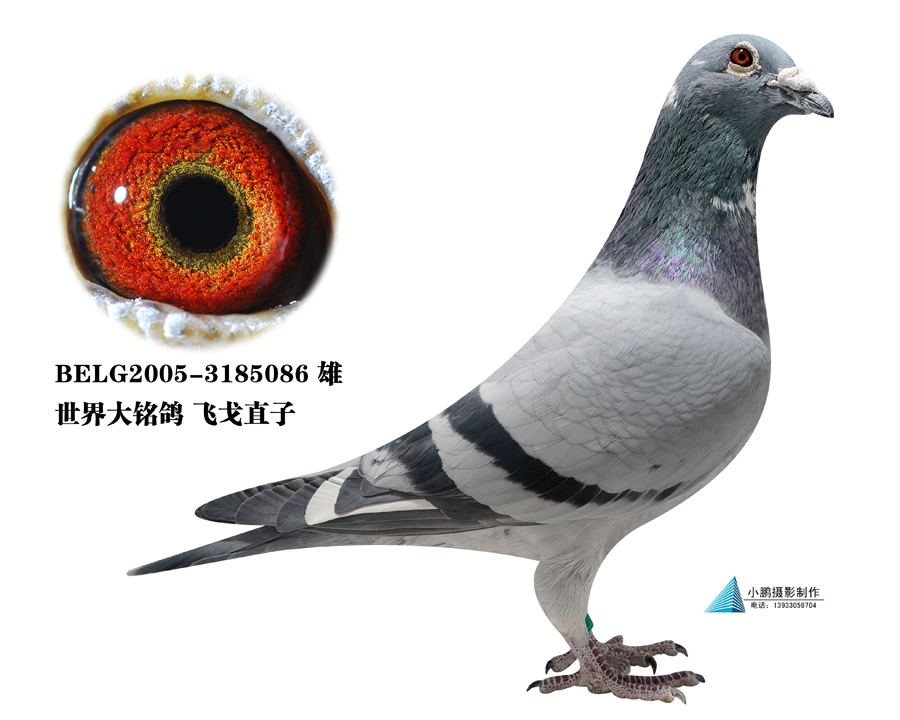 飞戈直子_石家庄良平鸽舍_ ag188.com爱鸽商城_中国信鸽信息网