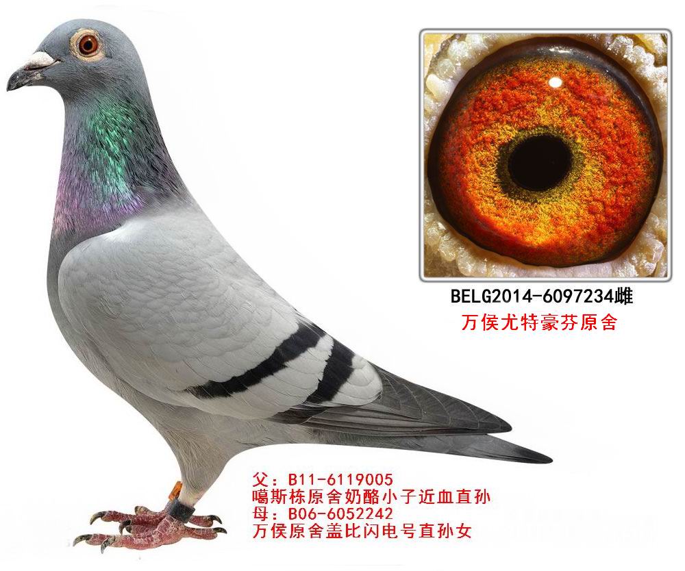 万侯234(非卖品)