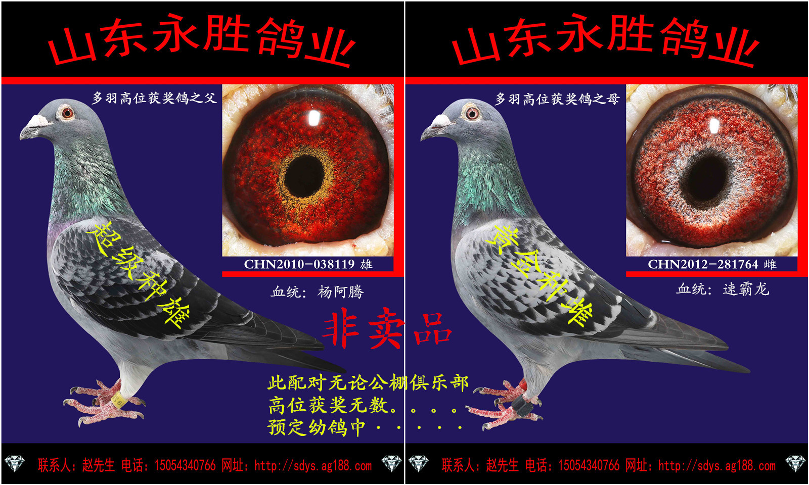 永胜顶级配对_山东永胜联合鸽业_ag188.com爱鸽商城_中国信鸽信息网